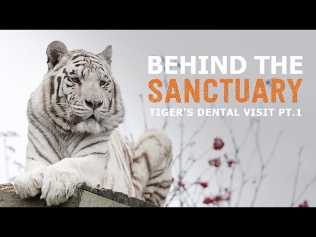 Behind The Sanctuary | Tigers Dental Visit Pt.1