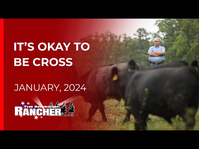 Shorthorn Association of America   The American Rancher   01 22 2024