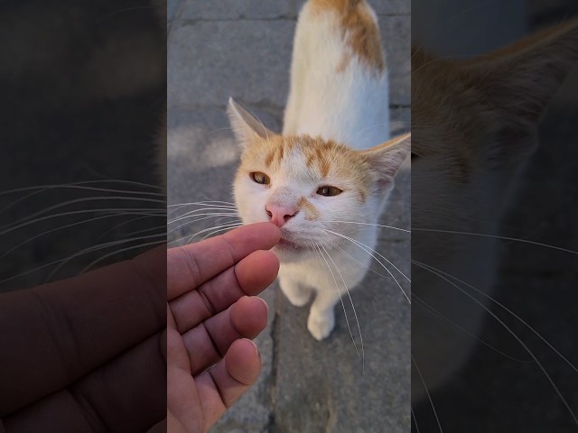 Orange cat wants to be friends with me.