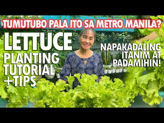 LETTUCE SA METRO MANILA? NAPAKA-DALING ITANIM! (Lettuce Planting Tutorial) | Haydee's Garden