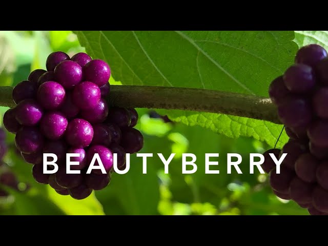 Beautyberry | Florida Native Plants Landscaping