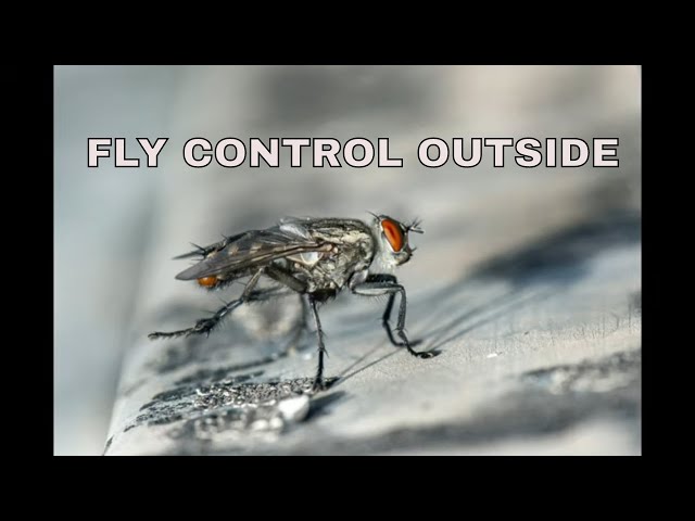 How to get rid of flies in backyard / fly control outside