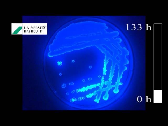 Leuchtbakterien und Biolumineszenz -  Luminous Bacteria and Bioluminescence