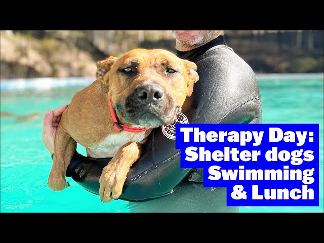 Mood Boosting Video of Happy Dogs Swimming in Pool | The Farm