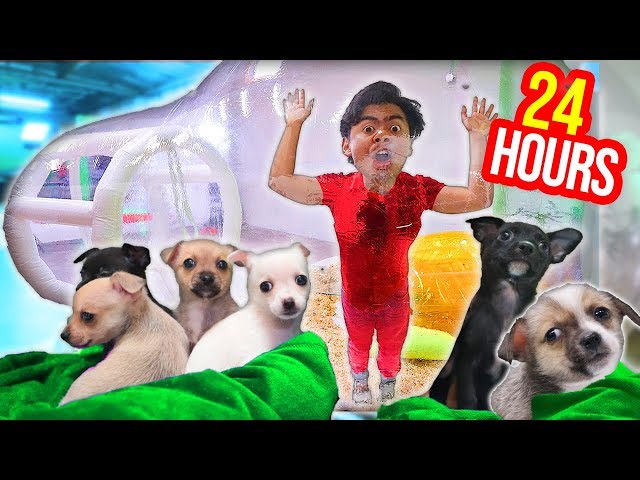 Trapped in a BUBBLE TENT with PUPPIES for 24 Hours!