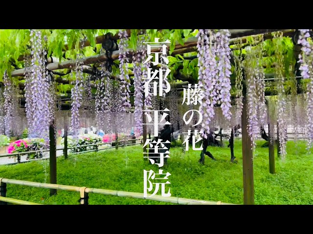2022年4月27日 京都 平等院の藤の花を散策 Walking around Byodou-in Tdmple 【4K】