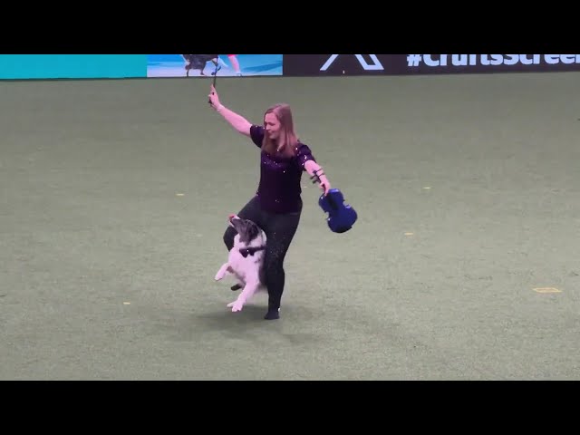 Crufts 2024 - Winner of the national freestyle. Lorna and Nora
