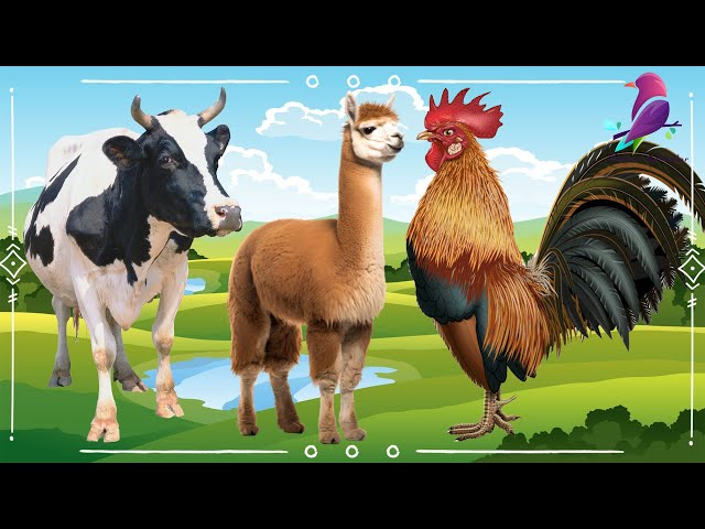 Soothing Animal Videos And Moments: Dairy Cow, Camel, Antelope, Alpaca, Chicken - Animal Sounds