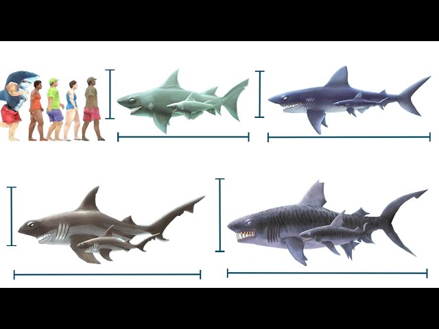 THE BIGGEST SHARK IN HUNGRY SHARK EVOLUTION. All Sharks Size Comparison [Season 1] Abysshark Update