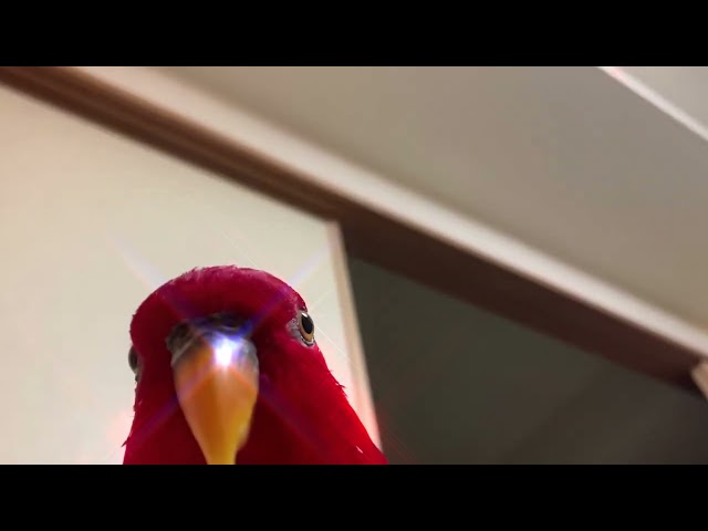 Red Bird but cute