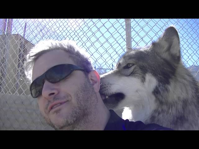 Love From Holan at Wolf Mountain Sanctuary