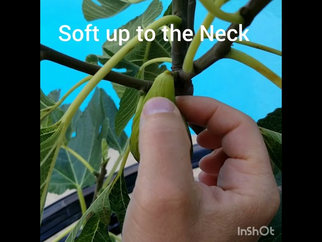 How to tell if your fig is ripe for picking (Lattarula)