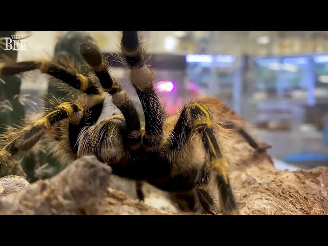 In Pain? See How Tarantulas Could Help In The Fight Against Chronic Pain