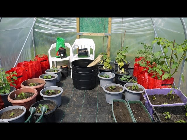 Polytunnel Growing - My First Year