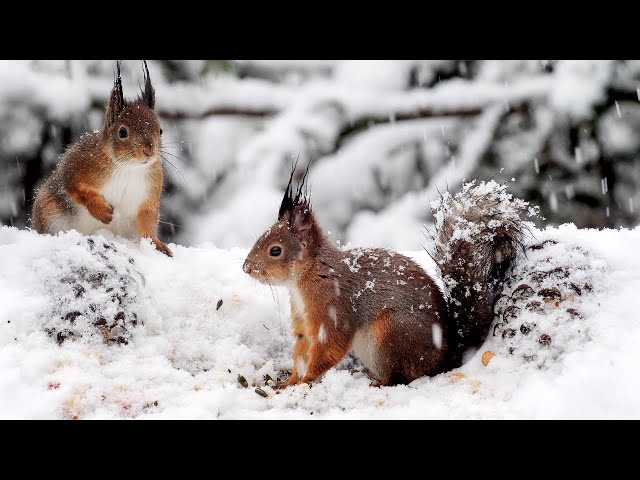 Cat & Dog TV: Snow Squirrels Special feat. Lil' Birds 4K 10 Hours