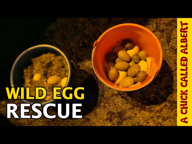 Incubating and Releasing two Secret Buckets of Wild Birds | Saving more eggs than ever before