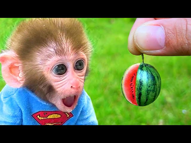 Baby Mono BonBon Come Huevos Fritos y Cosecha Frutas Con un Lindo Cachorro - MONO BONBON ESP