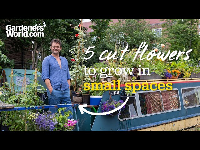 5 cut flowers for small spaces & tips for growing them