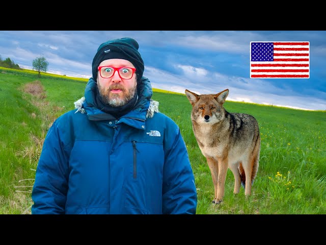 Let's Talk About American Coyotes