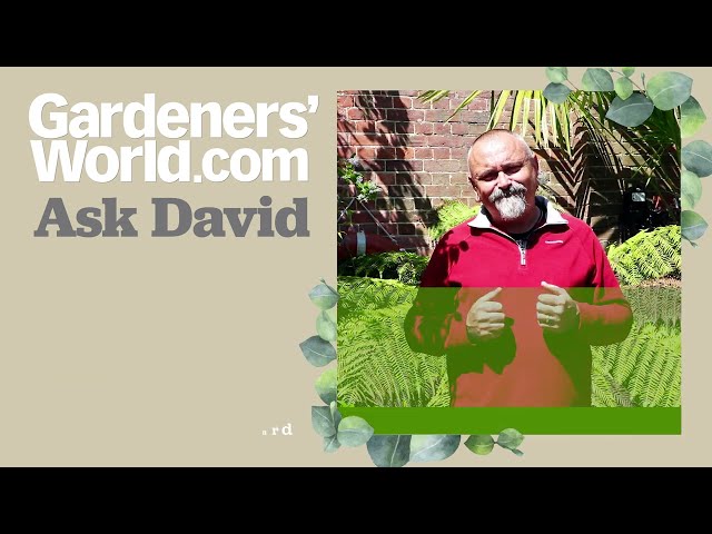 Ask David - Episode 6