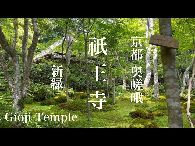 2023年5月22日 京都奥嵯峨 苔の寺 新緑の祇王寺を歩くGioji Temple 【4K】Kyoto Walking