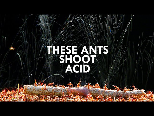 These Invertebrates Shoot Acid