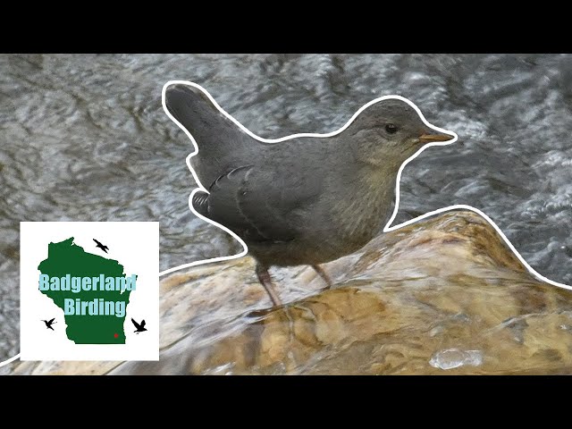 Is this the WEIRDEST Songbird in North America? (Finding The American Dipper)
