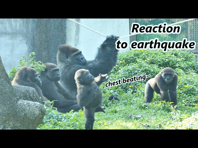 Gorilla D'jeeco family's reaction to earthquake  / 大猩猩迪亞哥家族對地震的反應