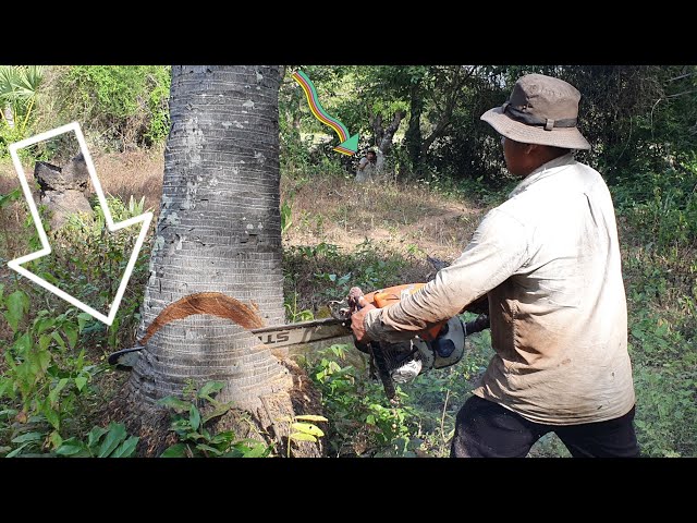 70 Years Palm Tree Felling Technique With Chainsaw STIHL MS070 Wood Cutting Machine