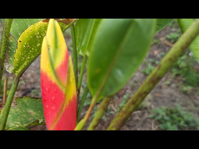 lobster claw heliconia is now blooming