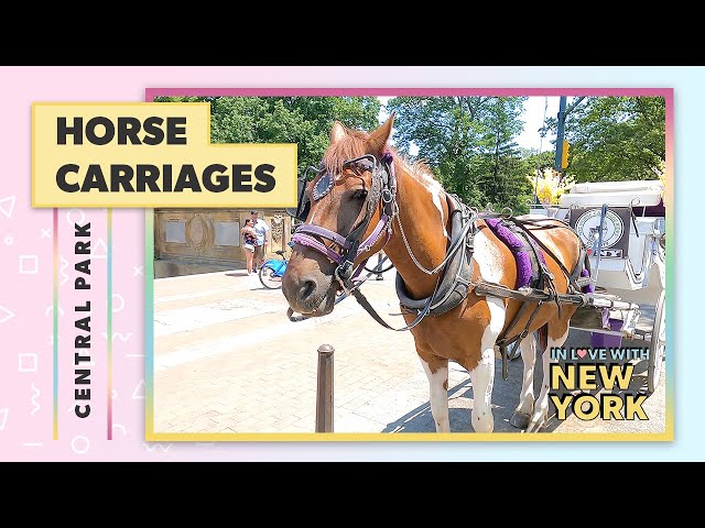 Stunning Horse Carriages in Central Park + Price of a Horse Carriage Ride in NYC 🐴
