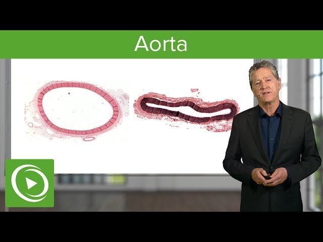 Aorta: Structure & Functions – Histology | Lecturio