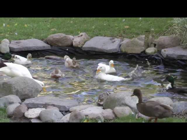 Call Ducks Race to the Pond!!