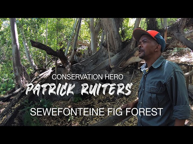 Conservation Hero. Patrick Ruiters. Sewefonteine: Fig Forest