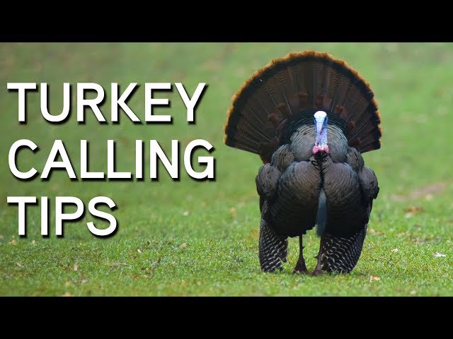 TURKEY CALLING TIPS | Turkey Sounds and What They Mean