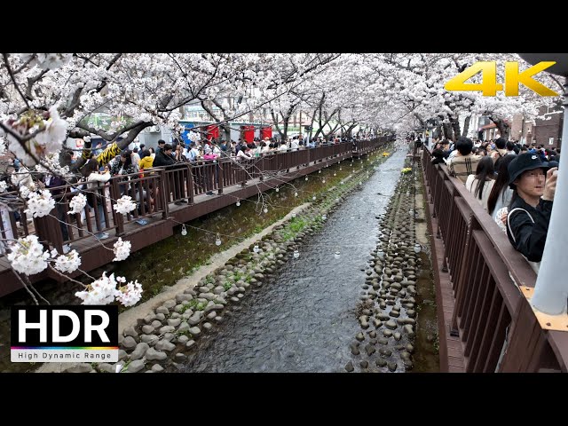 2024 Korea's Biggest Cherry Blossom Festival. Jinhae Gunhangje Festival | Korea 4K HDR