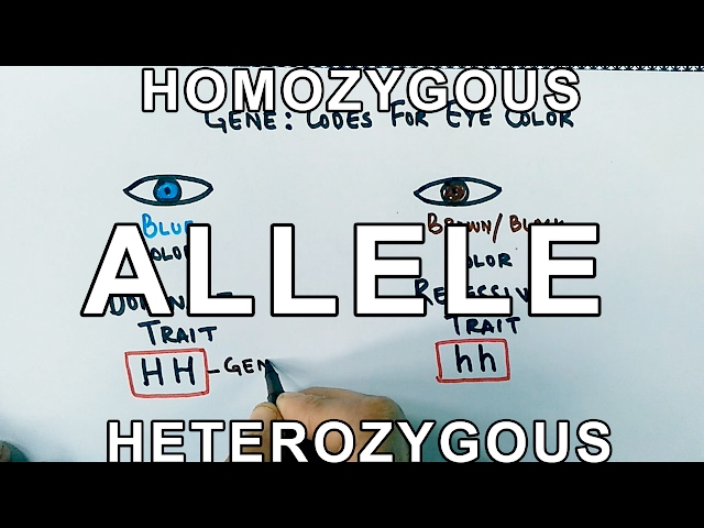 What is an ALLELE ?
