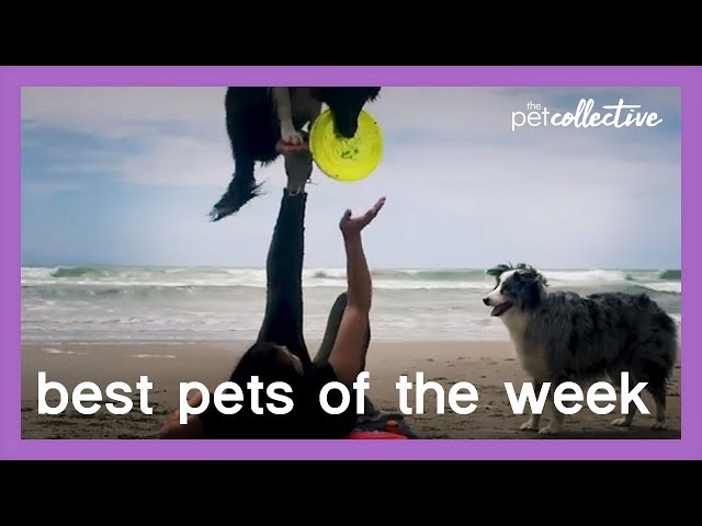 Fun On The Beach | Best Pets of the Week