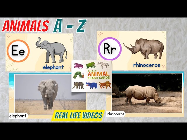 ABC ANIMALS | Alphabet Animals from A to Z | Learn Animal Names | First Words for Toddlers