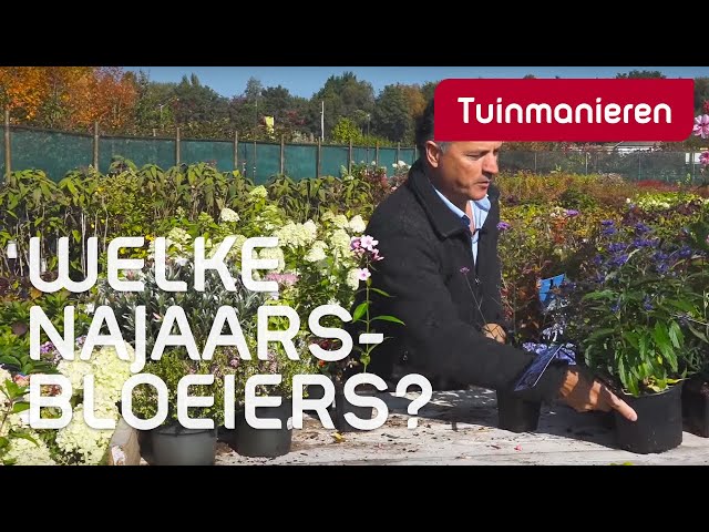 Herfstbloeiers, welke planten bloeien in het najaar? | Herfst | Tuinmanieren