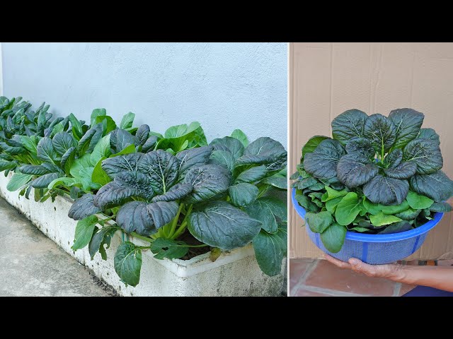 Growing purple bok choy in styrofoam containers for high yields, anyone can do it