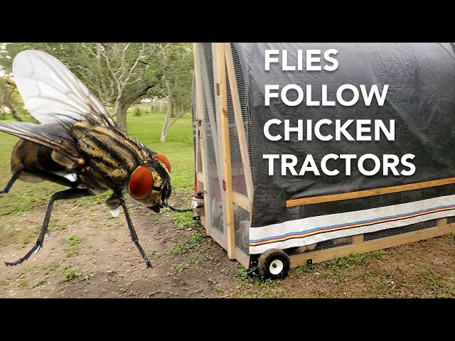 Flies Follow Chicken Tractors (Concentrated Manure) - Do This