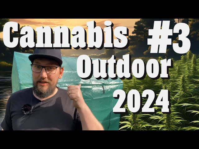 Cannabis Outdoor growen 2024: Kleine Planänderung! Sicherung und Düngen | EP 3