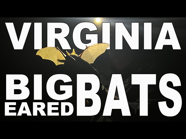 Protecting and Monitoring the Endangered Virginia Big Eared Bats in Kentucky