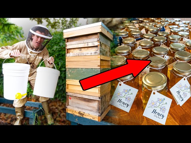 Harvesting 68kg of honey - full process from beehive to jars + candle making