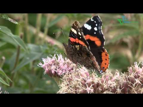 Tips voor meer vlinders in de tuin