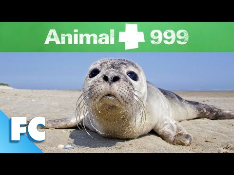 🦆Animal 999 | Family Central