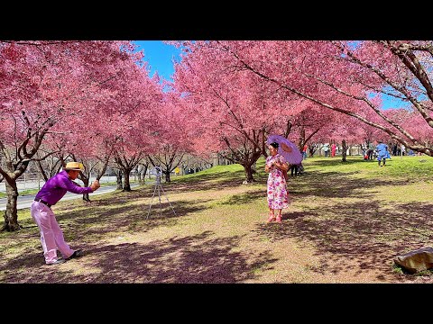 Cherry Blossom in New York City 2021