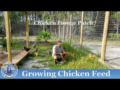 The Ultimate Backyard Chicken Guide: Raising, Building, and Harvesting |  Hollis and Nancys Homestead