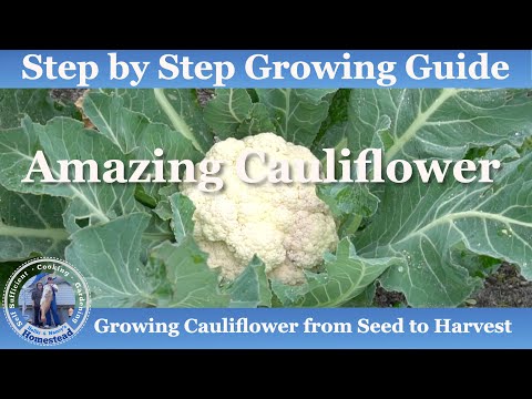 How to Grow Cauliflower (Seed to Harvest) Hollis and Nancys Homestead
